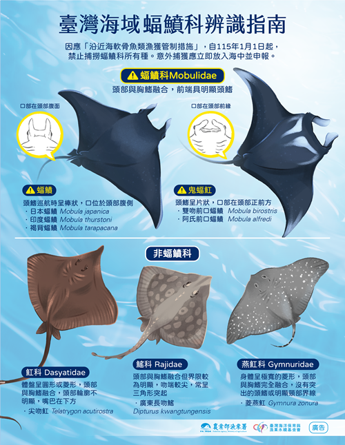 臺灣海域蝠（魚賁）科辨識指南.png