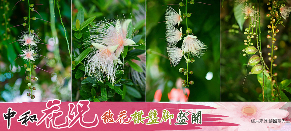 中和花況